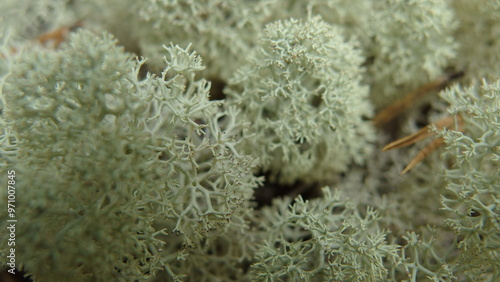  a close-up view of a patch of light green lichen. The lichen has a bushy, intricate structure with many small, branching filaments. It appears soft and dense, covering the surface beneath it photo