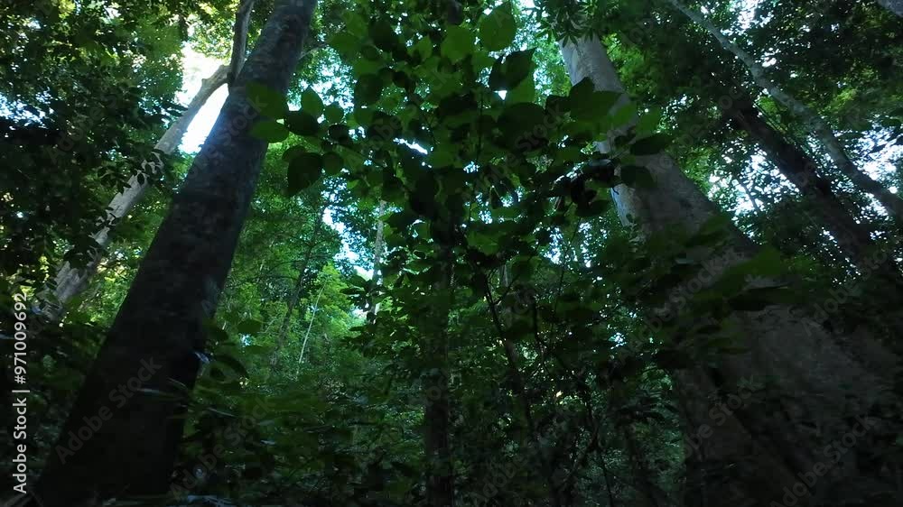 Natural forests are rich in environment. Natural forests are rich in environment.
