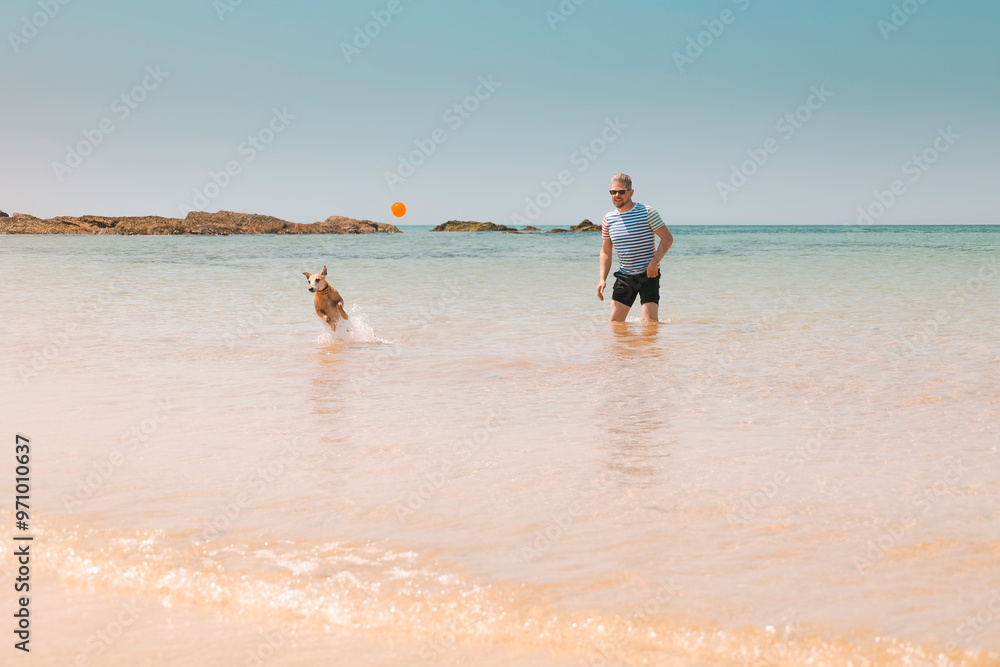 Action shot of one mid adult casual caucasian man playing fetch with his happy whippet dog on a sunny sandy beach in the sea in summer, clear blue water, sun, sky, Cornish coast, Cornwall, UK, Britain Action shot of one mid adult casual caucasian man playing fetch with his happy whippet dog on a sunny sandy beach in the sea in summer, clear blue water, sun, sky, Cornish coast, Cornwall, UK, Britain