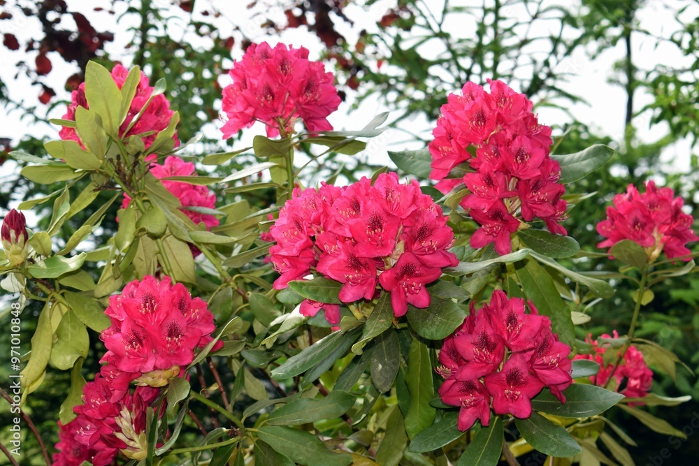 Beautifully blooming rhododendron with many flowers Beautifully blooming rhododendron with many flowers