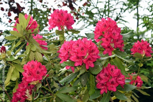 Beautifully blooming rhododendron with many flowers 