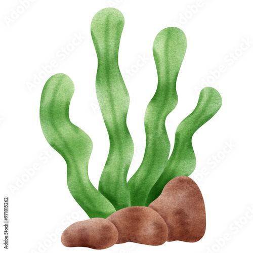 seaweed