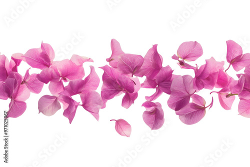 Beautiful pink orchid blossom isolated on white, a symbol of nature's beauty and floral elegance