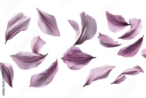 Beautiful close-up of pink and purple crocus flowers blooming in a spring garden