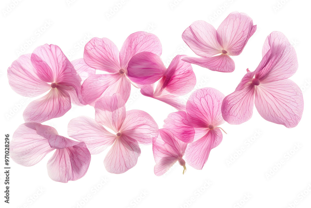 pink orchid isolated on white background pink orchid isolated on white background