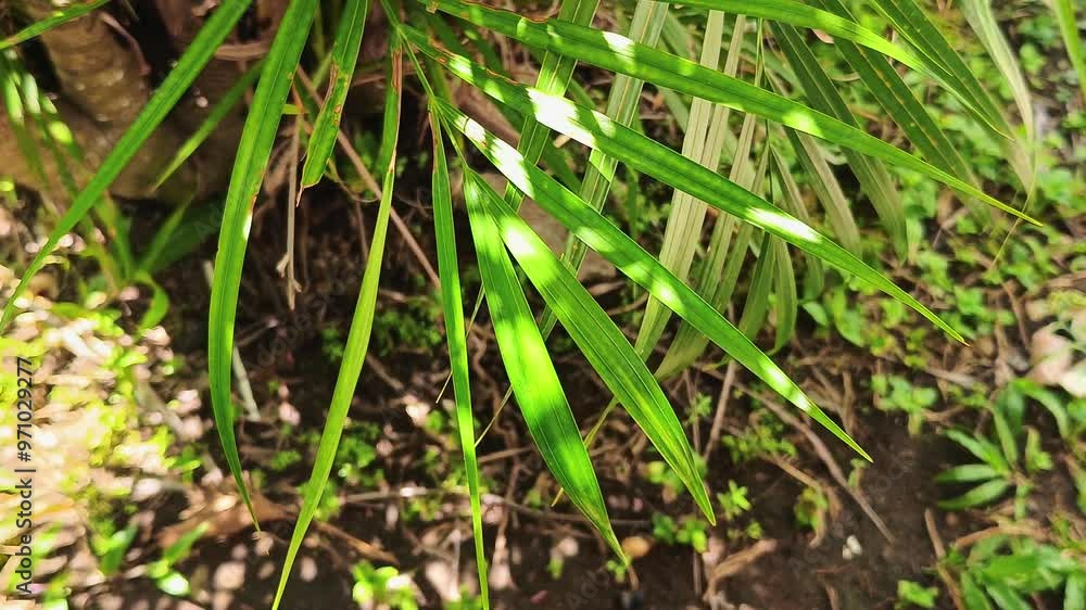 The leaves of a palm plant move in the wind The leaves of a palm plant move in the wind