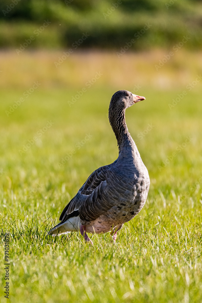 Single goose on the meadow at sunset, Iceland, fauna theme Single goose on the meadow at sunset, Iceland, fauna theme