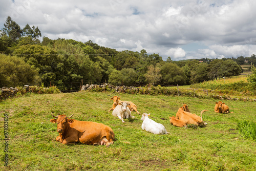 Seis vacas descansando al sol en un prado en una zona rural de la provincia de Pontevedra, Galicia, España
