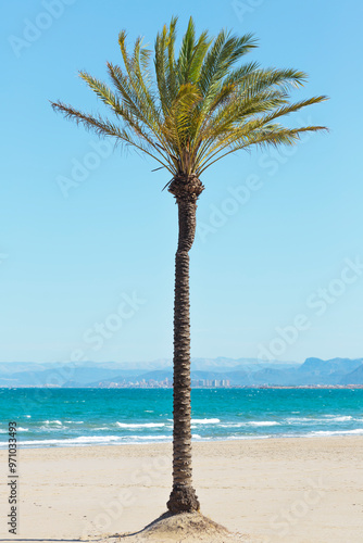 Palmera en la playa de Cullera en la Comunidad Valenciana