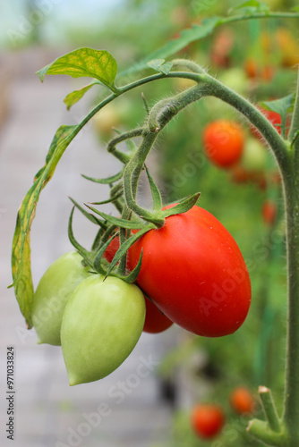 Close-up of red and green tomatoes growing on vine in greenhouse. Garden-fresh vegetables, natural agricultural products. Ecology concept