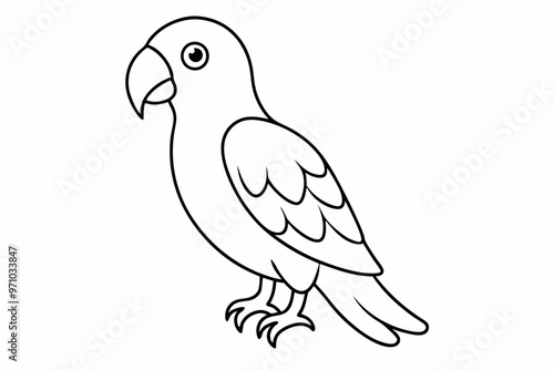 parrot on white background