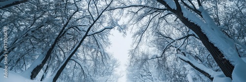 Tunnel Vision of Trees During Winter, Branches Interlocking Forming a Snowy Archway photo