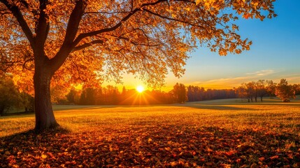 Crédence de cuisine Rouge Golden sunlight filters through autumn leaves in a peaceful park setting at sunset.  © Dougie C