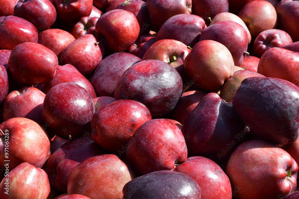 Viele Äpfel nach der Ernte