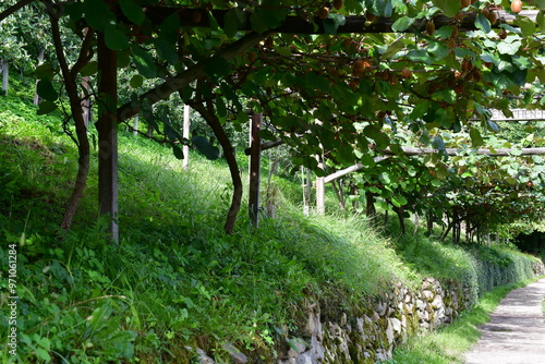 Ein Wanderweg mit Kiwi kurz vor der Ernte