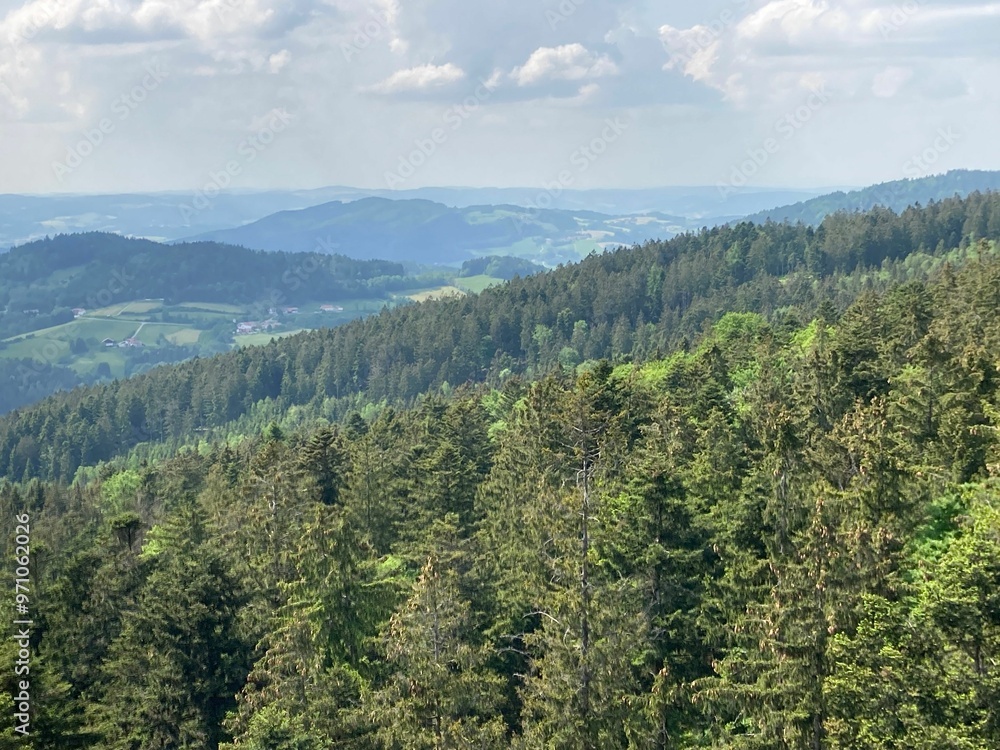 Scenic forest view with rolling hills Scenic forest view with rolling hills