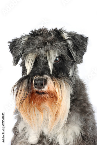 portrait of a miniature schnauzer isolated