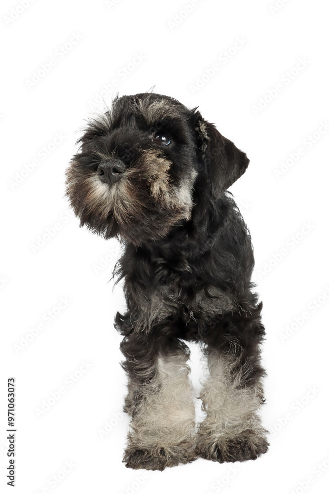miniature schnauzer puppy isolated on white miniature schnauzer puppy isolated on white