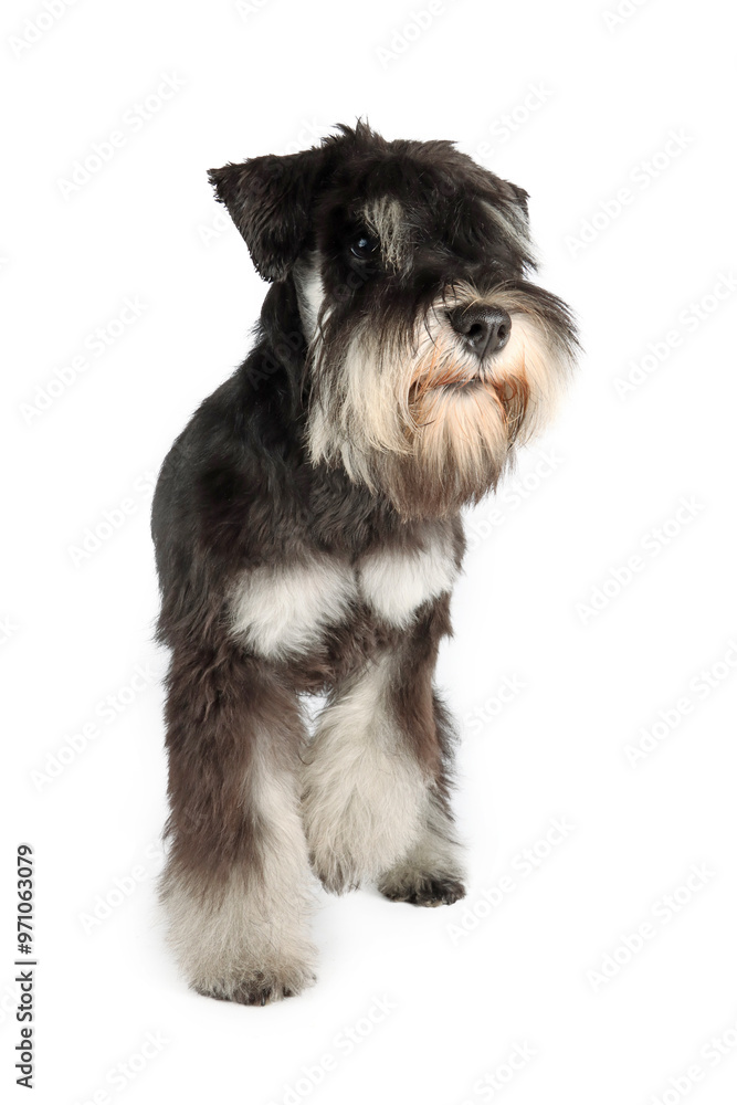 miniature schnauzer puppy isolated on white miniature schnauzer puppy isolated on white