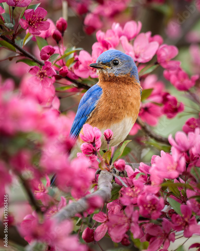 Male Eastern Bluebird surrounded by vivid pink Crabapple Blossoms on a Spring Day.
