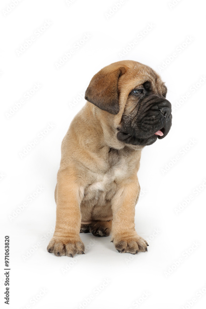 bullmastiff puppy isolated on white background bullmastiff puppy isolated on white background