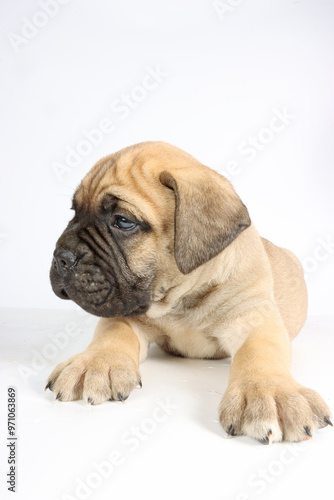 bullmastiff puppy isolated on white background 