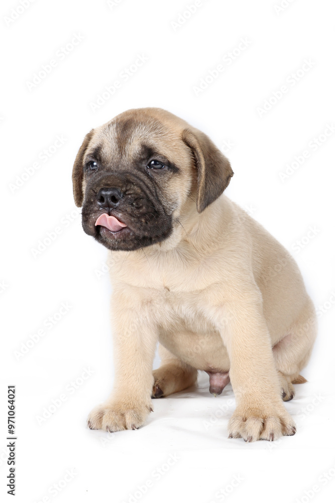 bullmastiff puppy isolated on white background bullmastiff puppy isolated on white background
