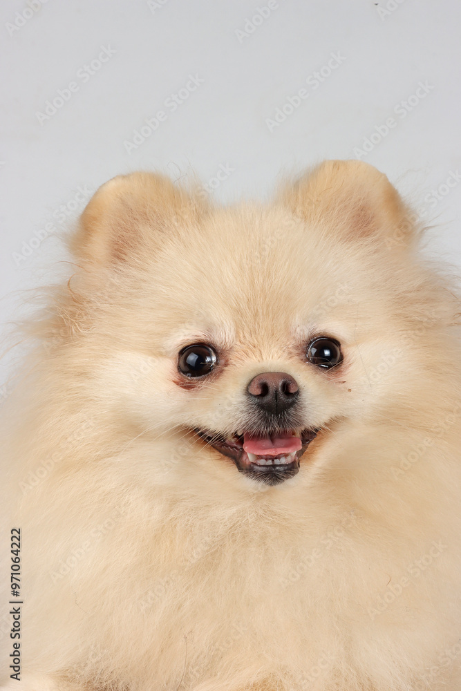 white Pomeranian spitz on studio white Pomeranian spitz on studio