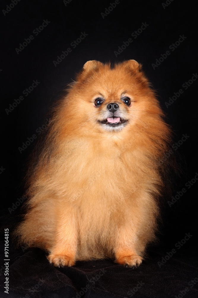 Obraz premium Pomeranian spitz on black background 