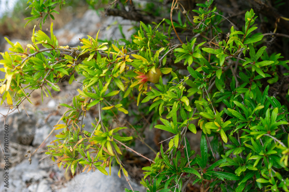 Obraz premium grass in the garden