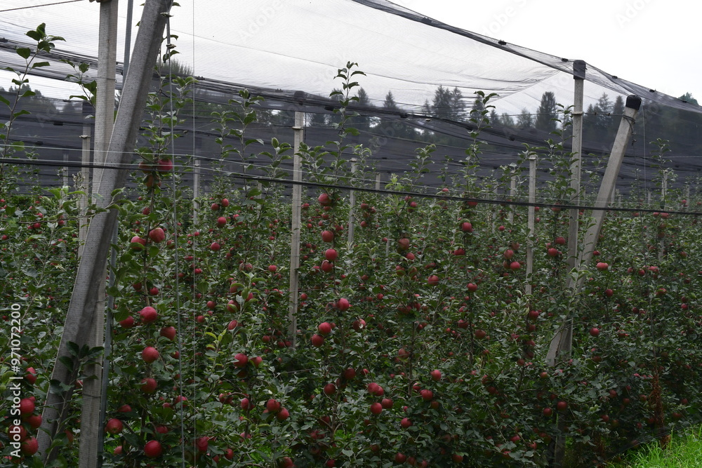Äpfel zur Erntezeit in Südtirol