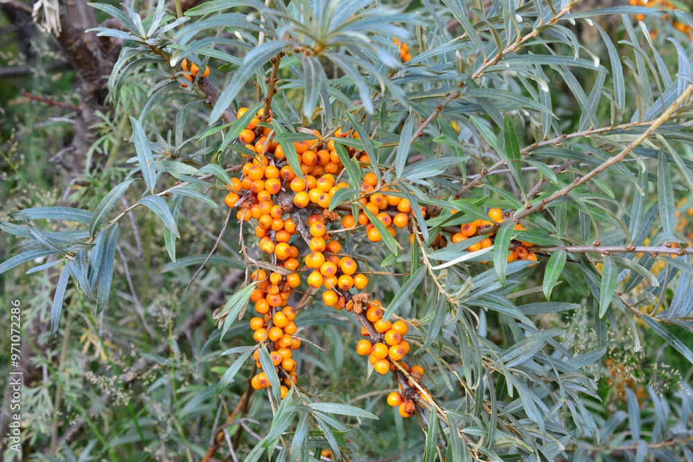 a bunch of berries on the sea buckthorn tree close up a bunch of berries on the sea buckthorn tree close up