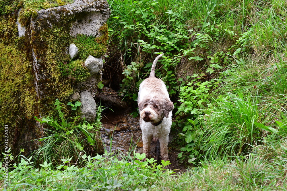 Portrait eines Lagotto Romagnolo Hundes