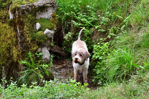 Obraz na płótnie Portrait eines Lagotto Romagnolo Hundes w salonie
