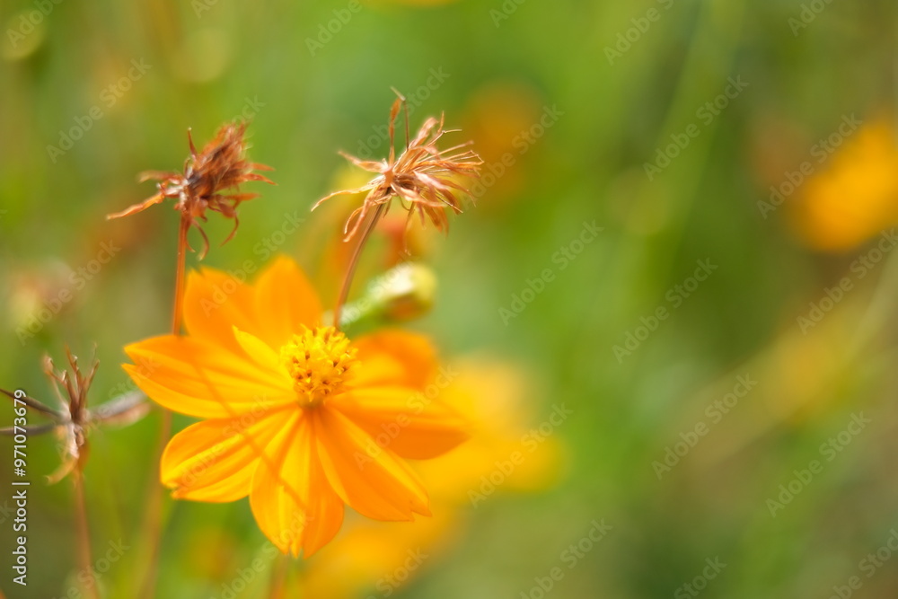 orange flower in the garden