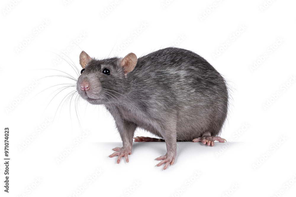 Sweet blue adult female tame rat, standing side ways, looking straight ahead beside camera. Isolated on a white background. Sweet blue adult female tame rat, standing side ways, looking straight ahead beside camera. Isolated on a white background.