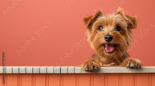 Cute Yorkshire Terrier Dog Peeking Over Wooden Fence with Coral Background photo