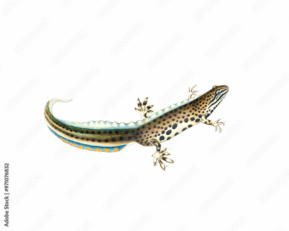Naklejka premium Lizard Illustration. Digital watercolor of reptiles, isolated on a white background.