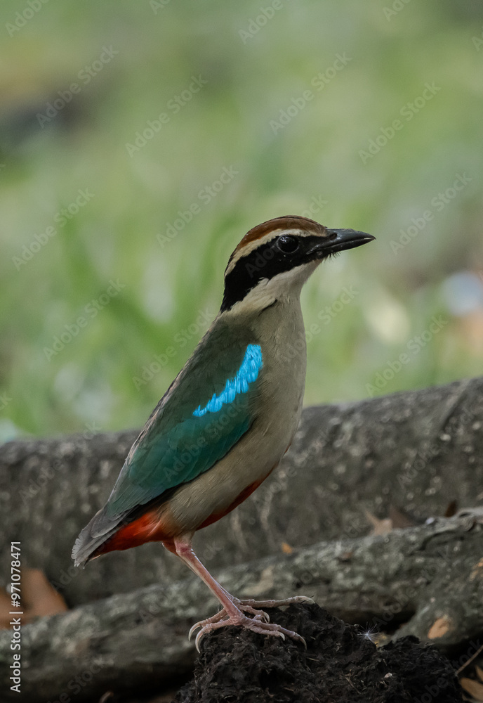 Fairy Pitta in park of Thailand.