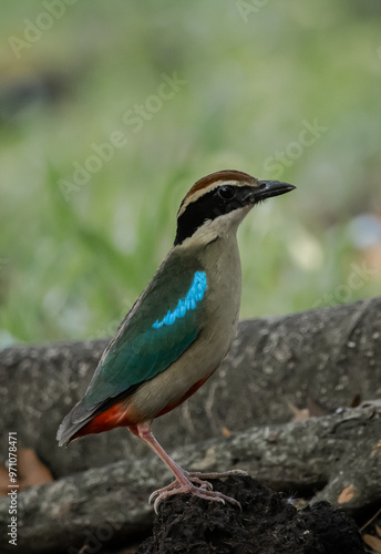 Obraz na płótnie Fairy Pitta in park of Thailand. w salonie