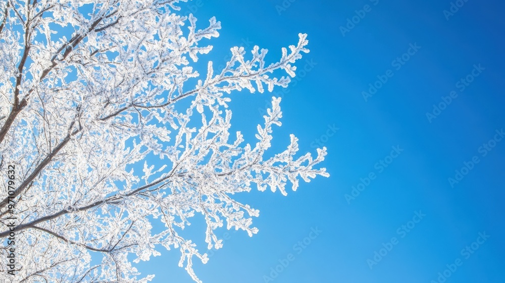 Frost-covered branches against a clear blue sky, capturing the beauty of winter's chill and the serenity of a cold day. Frost-covered branches against a clear blue sky, capturing the beauty of winter's chill and the serenity of a cold day.
