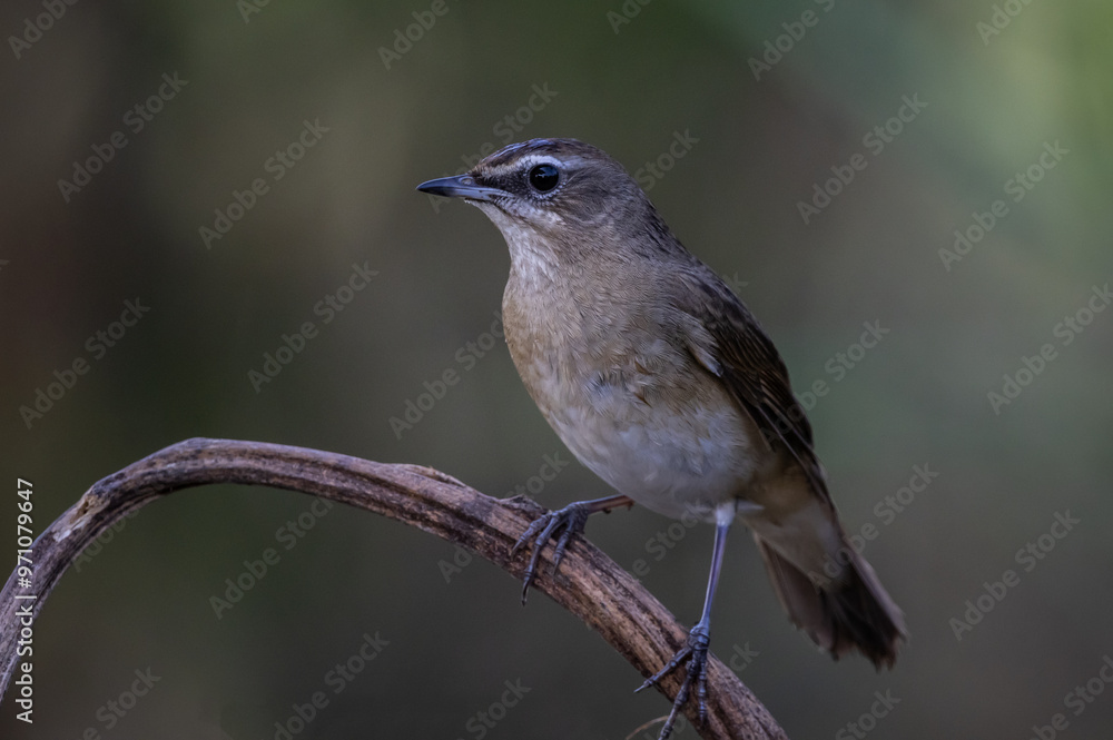 Siberian Rubythroat on the branch animal portrait.