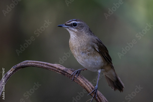 Obraz na płótnie Siberian Rubythroat on the branch animal portrait. w salonie