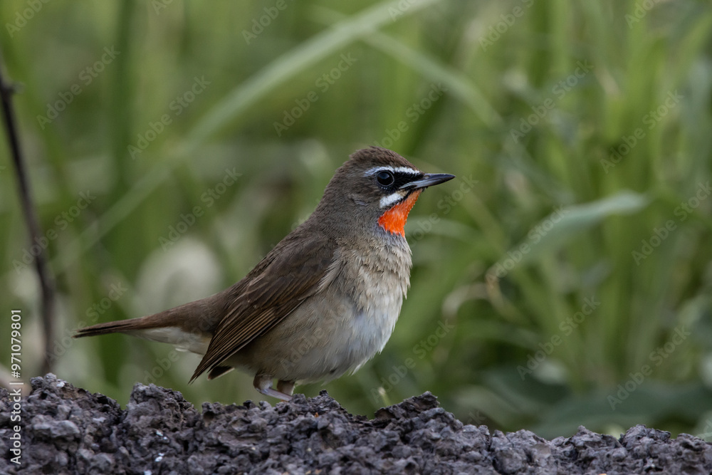 Siberian Rubythroat on the branch animal portrait.