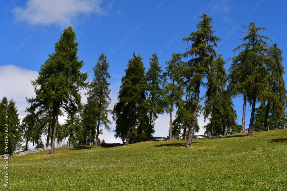 Schöne Landschaft auf dem Salten in Südtirol