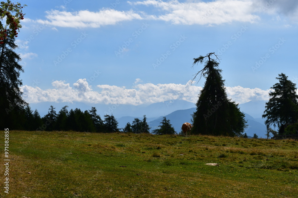 Schöne Landschaft und eine Kuh auf der Weide am Salten in Südtirol