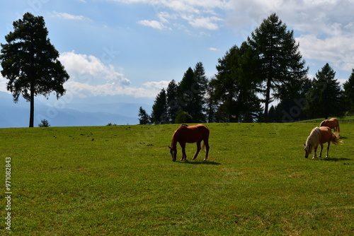 Obraz na płótnie Pferde auf der Weide auf dem Salten in Südtirol w salonie