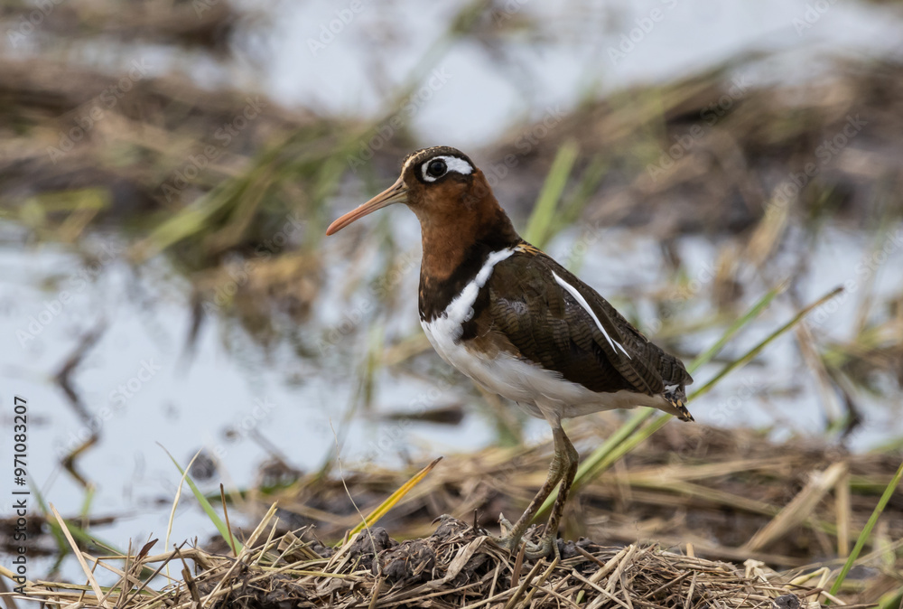 Greater painted-snipe Pair and build nests during the rainy season. Pongvids are often found in swamps in Africa, South Asia, and Southeast Asia.