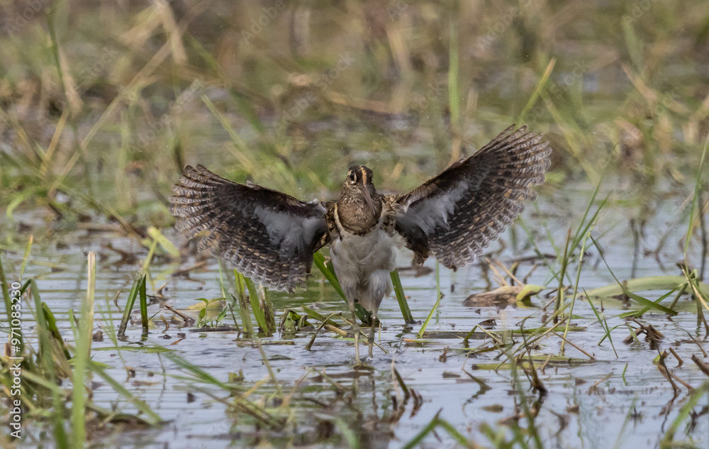 Greater painted-snipe Pair and build nests during the rainy season. Pongvids are often found in swamps in Africa, South Asia, and Southeast Asia.