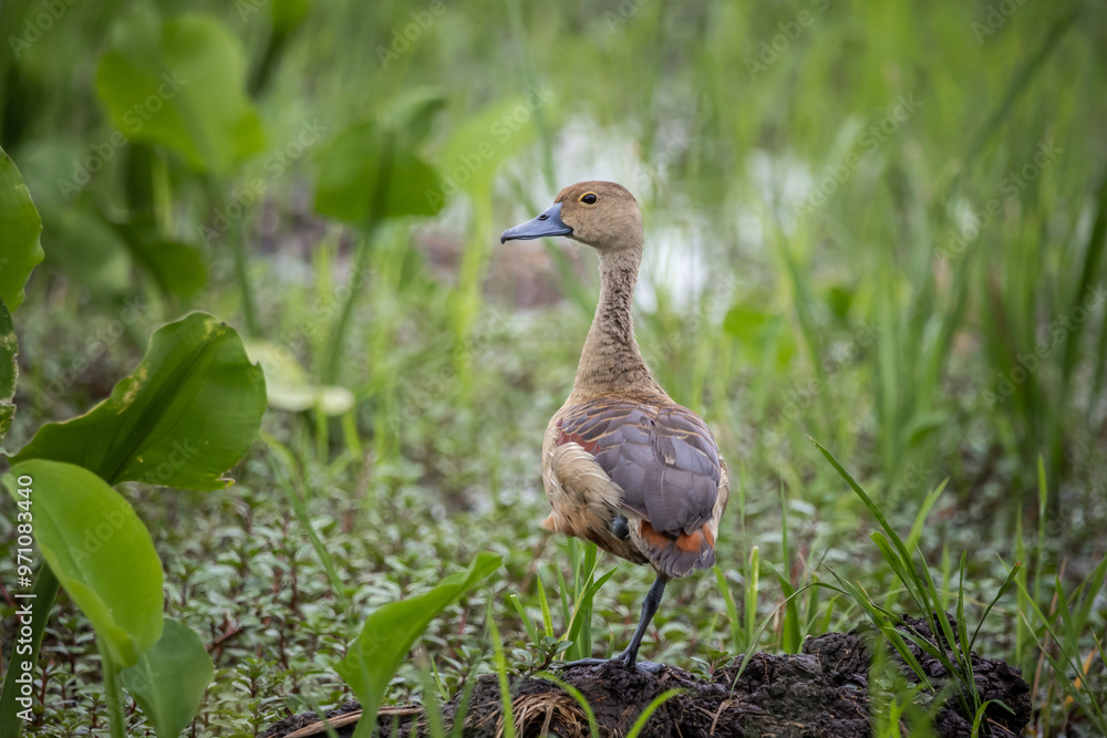 standing still on the ground in a rice field.